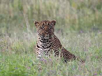 Sleeping Warrior Lodge: Leopard in Lauerstellung Sleeping Warrior Lodge: Leopard in Lauerstellung