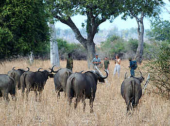 Tafika Camp: Büffelbegegnung