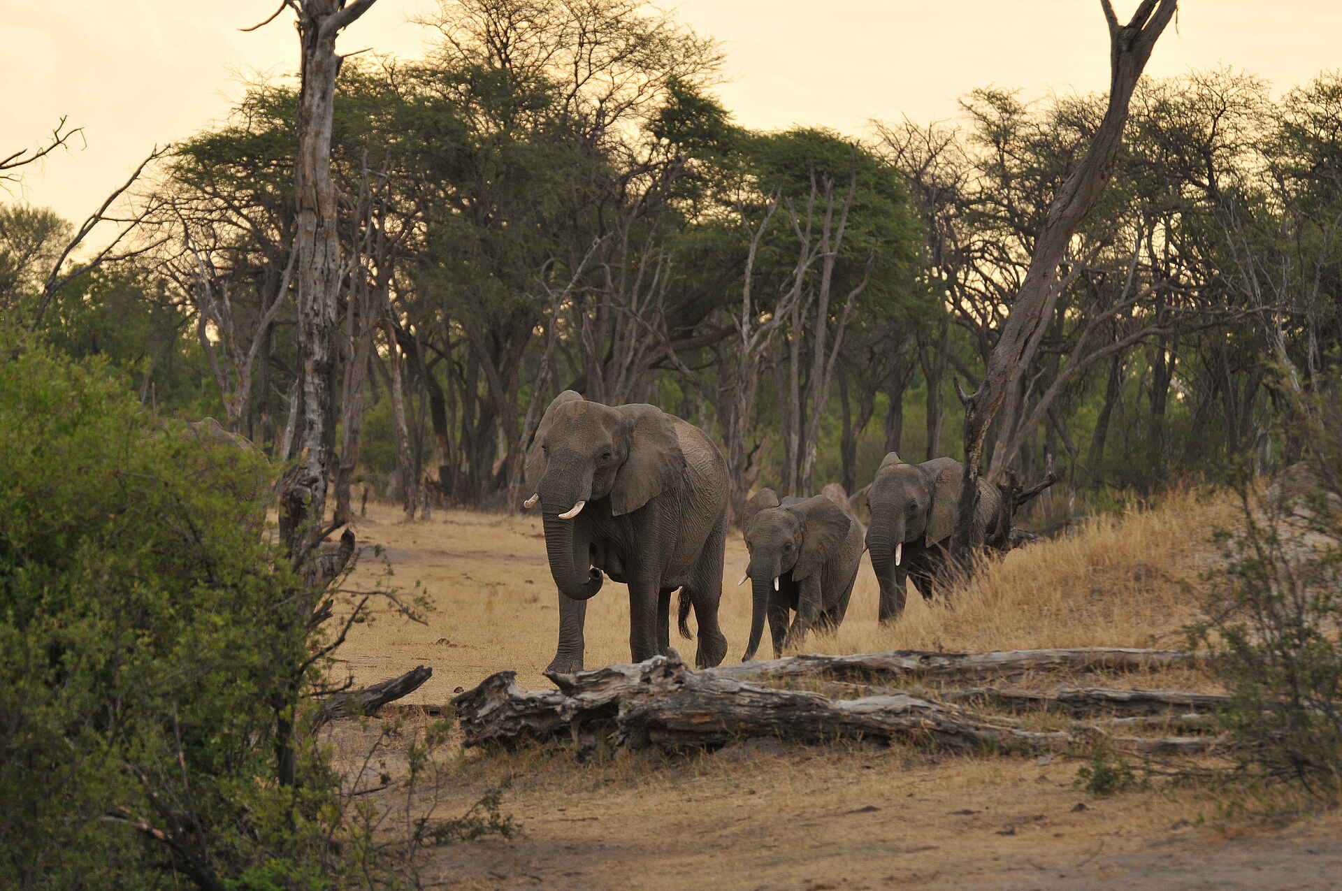 The Hide: Durstige Elefantenkühe