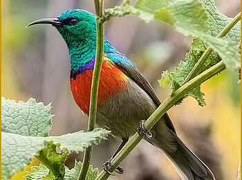Wilderness Sabyinyo: Eine bunte Vogelwelt Wilderness Sabyinyo: Eine bunte Vogelwelt