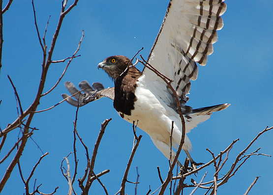 Bushman Plains Camp: Black Chested Snake Eagle Bushman Plains Camp: Black Chested Snake Eagle