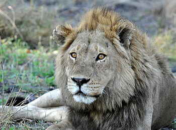 Bushman Plains Camp: Löwenmännchen Bushman Plains Camp: Löwenmännchen