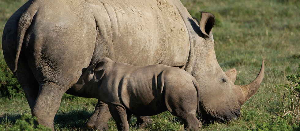 Garden Route, Kariega Game Reserve, Kariega Settlers Drift Lodge, Südafrika, Nashorn