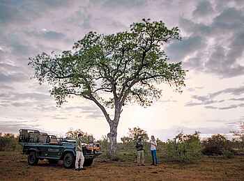 King's Camp: Auf Pirschfahrt King's Camp: Auf Pirschfahrt