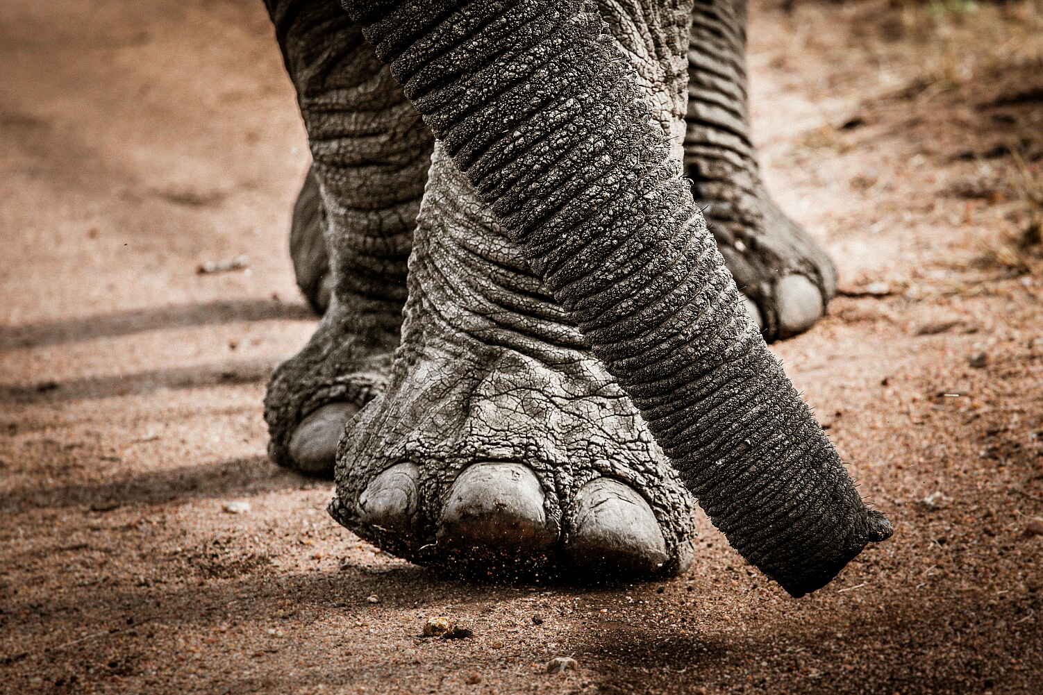 Legendary Expeditions, Mwiba, Scott Ramsay, Tanzania, Friedkin Conservation Fund, Legendary Mila Tented Camp, Mwiba Wildlife Reserve, Elefanten, Loxodonta Africana, Aktivitäten, Game Drive, Pirschfahrt, Afrikarma, Afrikarma Safaris, Afrikarma Safaris - Wildnis. Hautnah., Afrikarma.de