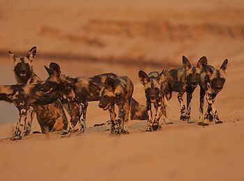 Little Vundu Camp: Wildhundmeute Little Vundu Camp: Wildhundmeute