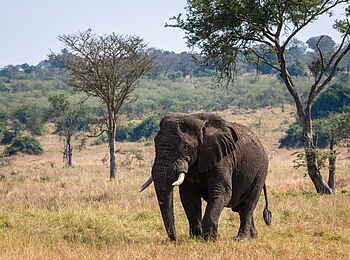Magashi Camp: Elefantenbegegnung auf der Pirschfahrt