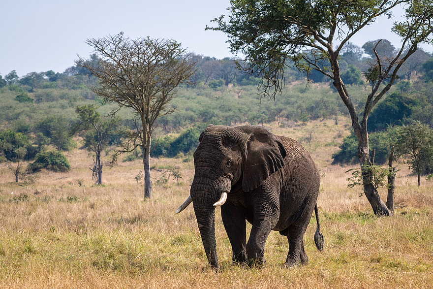 Magashi Camp: Elefantenbegegnung auf der Pirschfahrt Magashi Camp: Elefantenbegegnung auf der Pirschfahrt