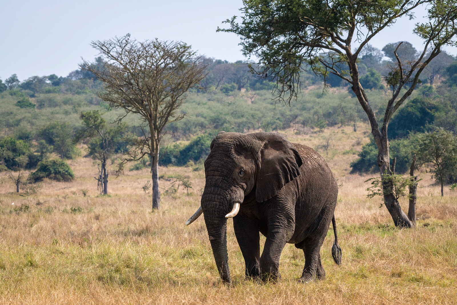 Magashi Camp: Elefantenbegegnung auf der Pirschfahrt Magashi Camp: Elefantenbegegnung auf der Pirschfahrt