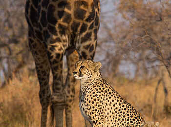 Makweti Safari Lodge: Eine stolze Gepardin mit Jungen