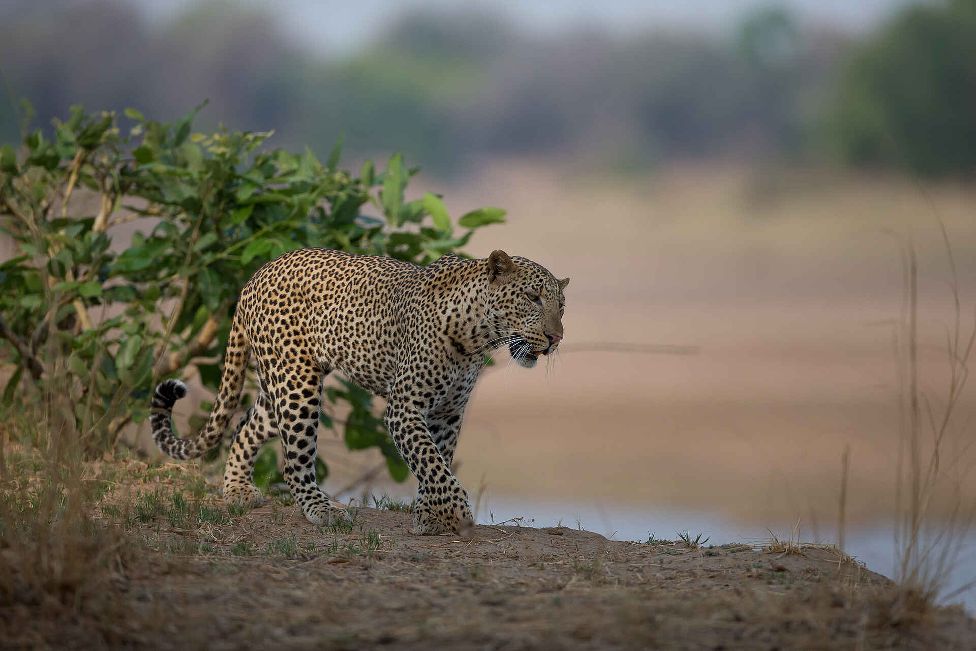 Gavin Opie, Musilashi River, Nkonzi Bush Camp, South Luangwa National Park, Leopard, Game Drive, Afrikarma, Afrikarma Safaris, Afrikarma Safaris. Wildnis. Hautnah., Afrikarma.de