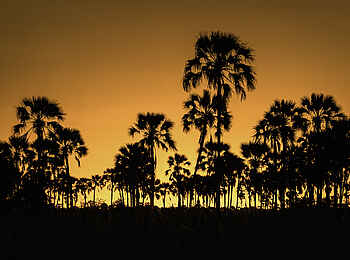 Qorokwe Camp: Abendstimmung Qorokwe Camp: Abendstimmung