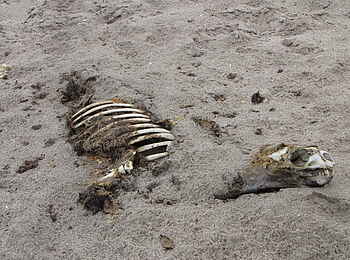 Shipwreck Lodge: Vergänglichkeit Shipwreck Lodge: Vergänglichkeit