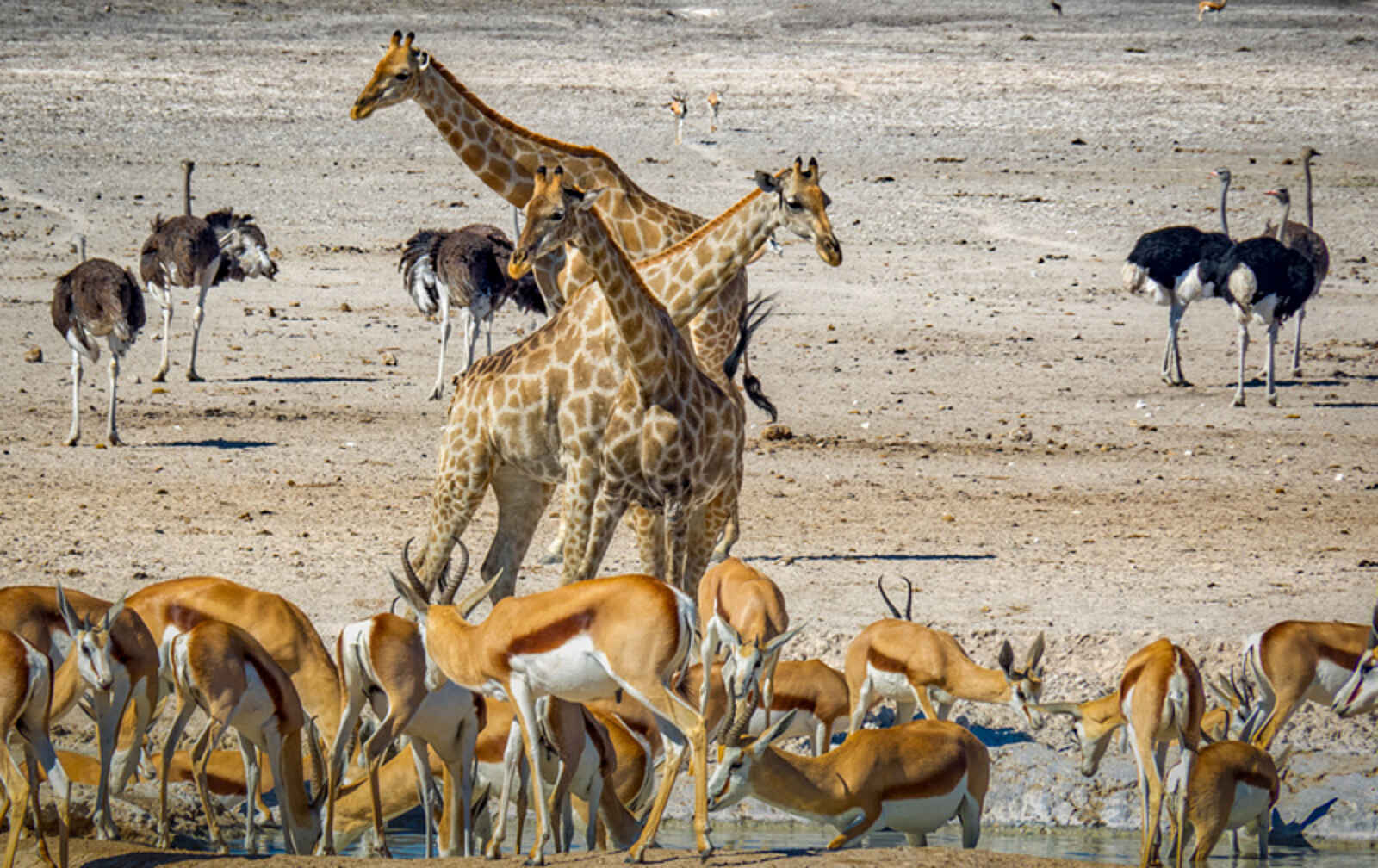 Taleni Etosha Village: Tiervielfalt auf engem Raum Taleni Etosha Village: Tiervielfalt auf engem Raum