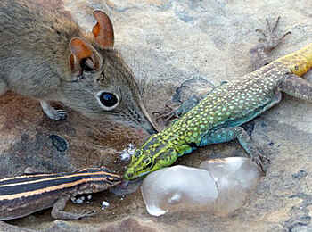 Tuli Safari Lodge Mashatu: Eisige Erfrischung