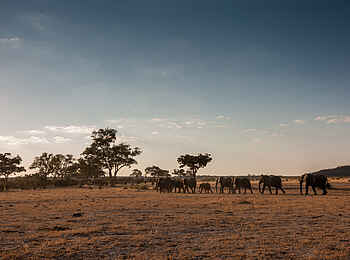 Belmond Savute Elephant Lodge: Die Karawane zieht weiter