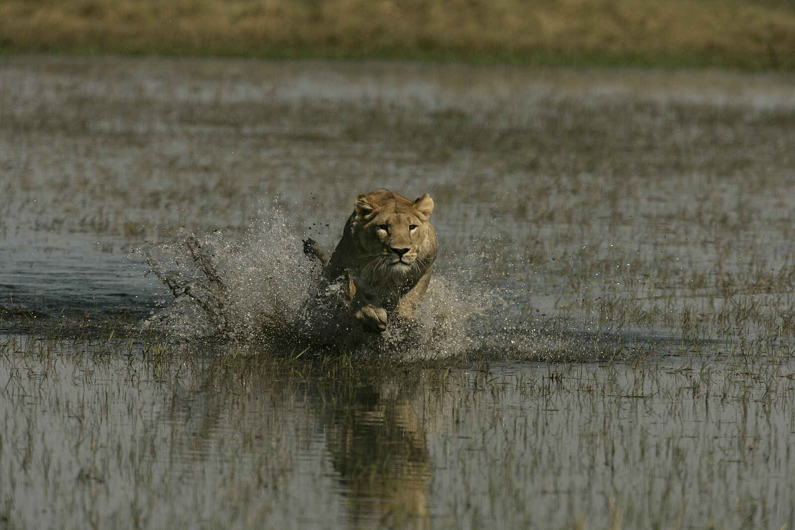 Duba Plains Camp: Jagd durchs Wasser Duba Plains Camp: Jagd durchs Wasser