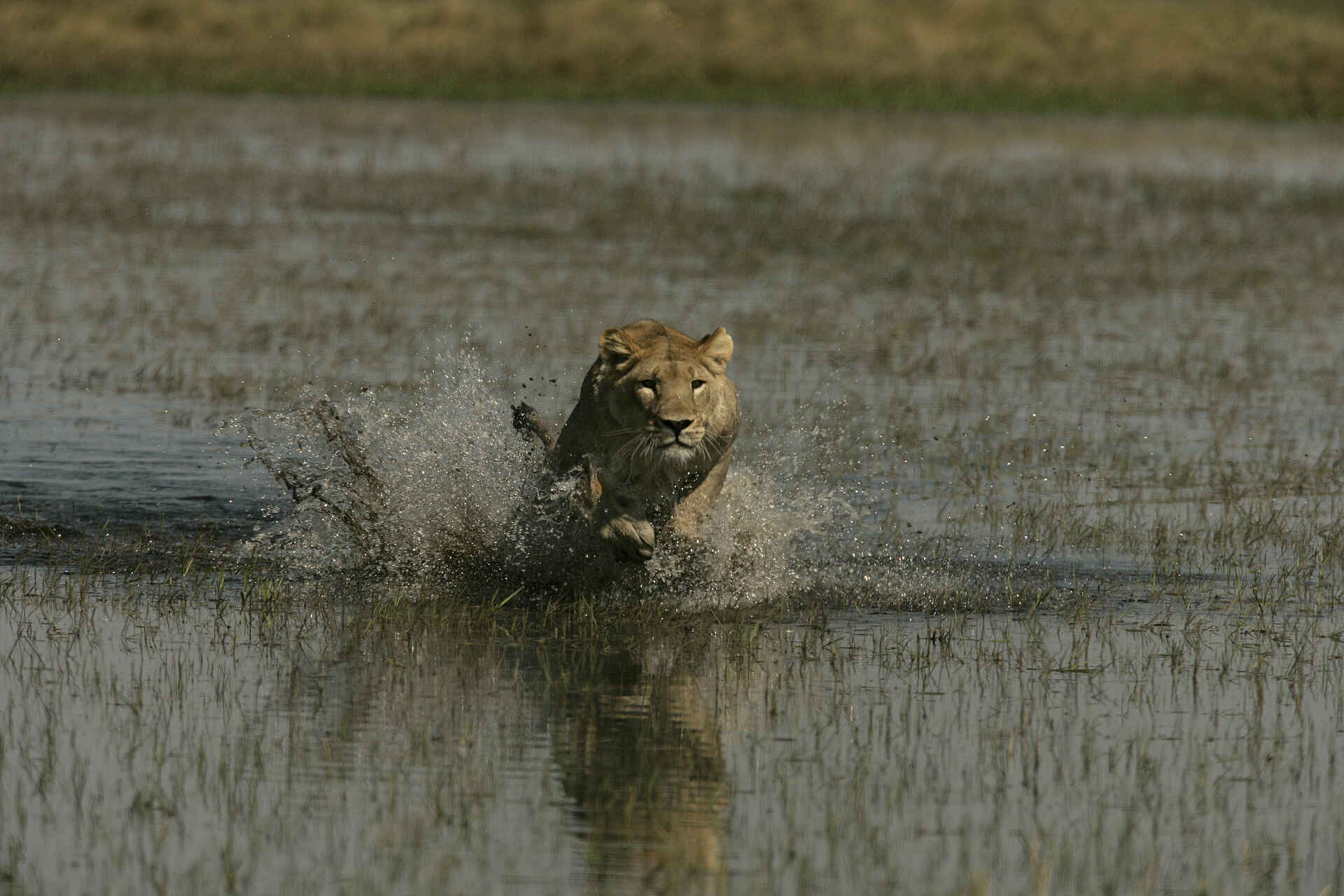 Duba Plains Camp: Jagd durchs Wasser