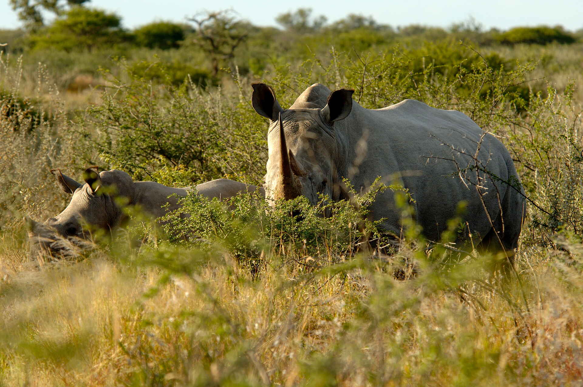 africa, afrika, afrikarma, Botsuana, Botswana, Breitmaulnashorn, buchen, central botsuana, desert, Edos Camp, Edo's Camp, gahnzi, Kalahari, kultur, Nashorn, nashorn tracking, Nordwest-kalahari, northwestern kalahari, private reserve, Privatreservat, reise, reisen, reiseveranstalter, Rhino, rhino tracking, san, san volk, southern africa, südliches afrika, tracking, Urlaub, White Rhino, zentralbotswana, Aktivitäten, big five, fauna, nashörner, pflanzenfresser, säuger, tiere