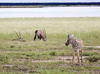 Etosha: Oryxpaar und Zebrababy