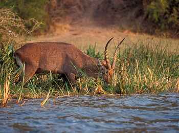 Hatari Lodge: Wasserbock