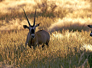 Kalahari Farmhouse: Oryx-Antilope Kalahari Farmhouse: Oryx-Antilope