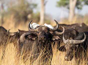 Karangoma Camp: Büffelherde Karangoma Camp: Büffelherde