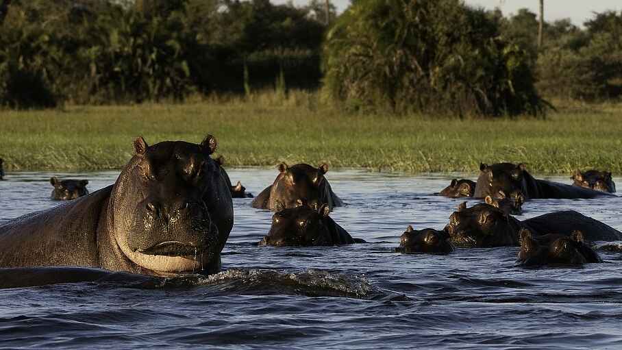 Little Mombo Camp: Nilpferde Little Mombo Camp: Nilpferde