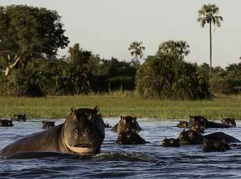 Little Mombo Camp: Nilpferde