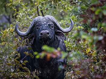 Little Sable Camp: Büffel im Busch Little Sable Camp: Büffel im Busch