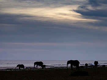 Loango Savannah Camp: Elefanten am Meer
