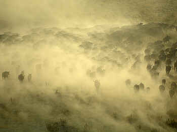 Macatoo Camp: Wandernde Büffel
