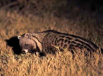 Mapula Lodge: Nachtaktive Zibetkatze