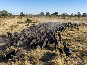 Mbamba: Viele Büffel ziehen durch das Delta Mbamba: Viele Büffel ziehen durch das Delta