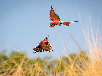 Mwamba Bush Camp: Fliegende Karminspinte Mwamba Bush Camp: Fliegende Karminspinte