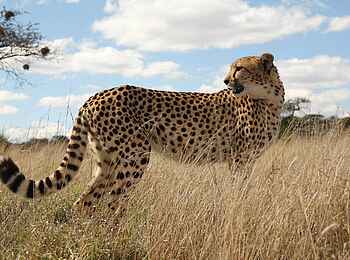 Naankuse Lodge: Gepard im Naankuse-Reservat Naankuse Lodge: Gepard im Naankuse-Reservat