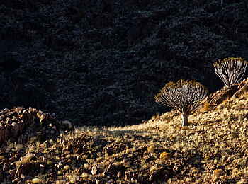 Namtib Desert Lodge: Köcherbäume