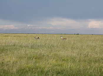 Nata Bird Sanctuary: Impalas im Gras Nata Bird Sanctuary: Impalas im Gras