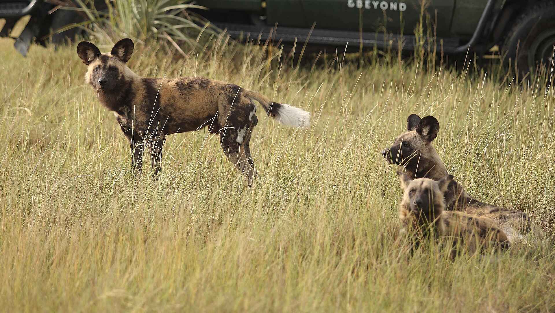 Nxabega Okavango Tented Camp: Wildhunde Nahaufnahme