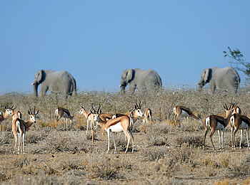 Safarihoek Lodge: Elefanten und Springböcke