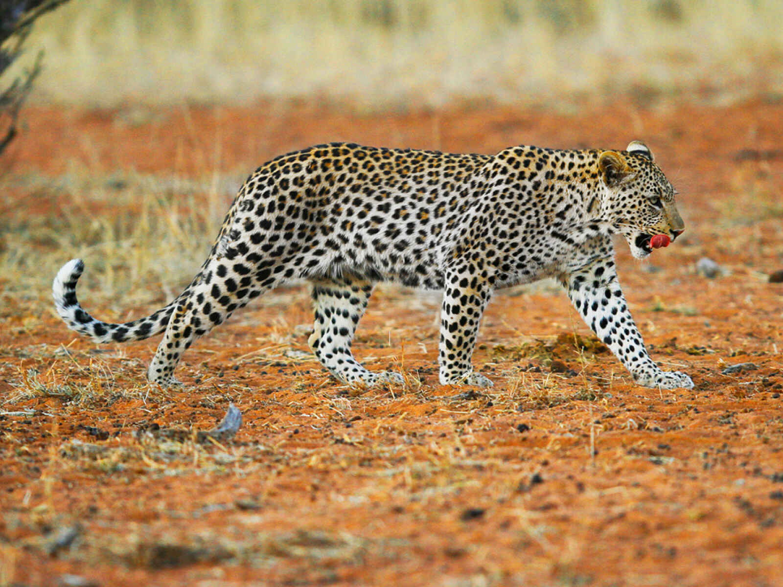 The Motse: Leoparden-Sichtung The Motse: Leoparden-Sichtung