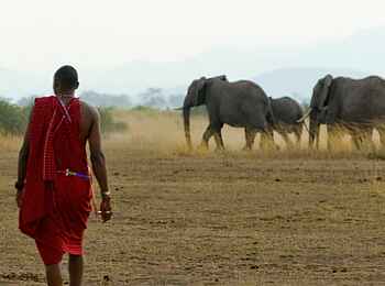 Tortilis Camp: Elefantenherde Tortilis Camp: Elefantenherde