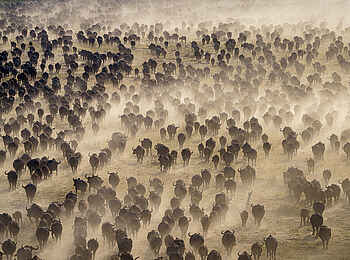 Wilderness Mokete Camp: Büffelherde