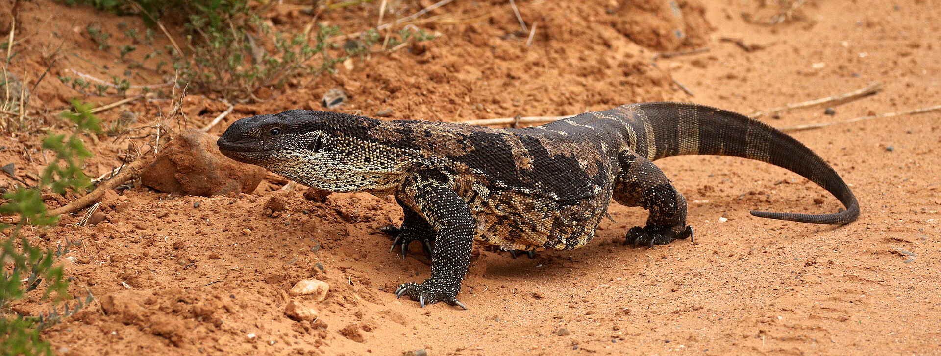 Founders Reserve, Mantis Collection, Shamwari Game Reserve, Nilwaran, Afrikarma, Afrikarma Safaris, Afrikarma Safaris - Wildnis. Hautnah., Afrikarma.de