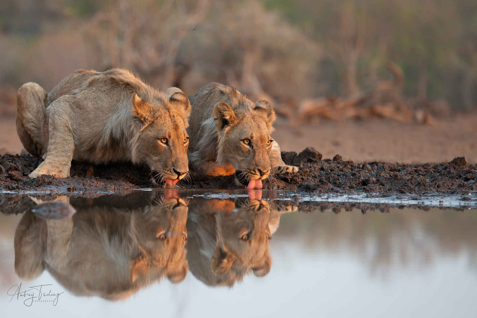 Mashatu Game Reserve: Trinkende Löwen