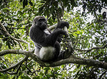 Ngaga Camp: Ein Gorilla bei der Mahlzeit