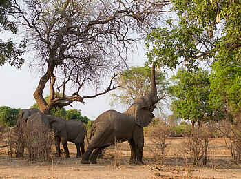 Nkonzi Bush Camp: Pflückender Elefant Nkonzi Bush Camp: Pflückender Elefant