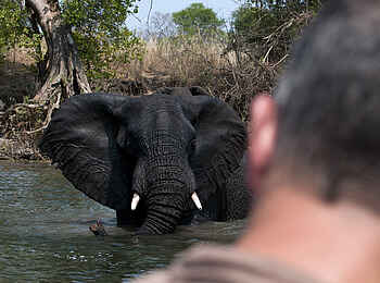 Ntemwa Busanga Bushcamp: Elefant beim Baden