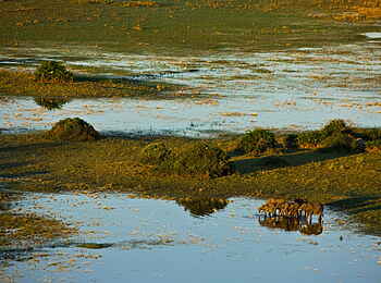 Selinda Camp: Elefanten und Flusslandschaft