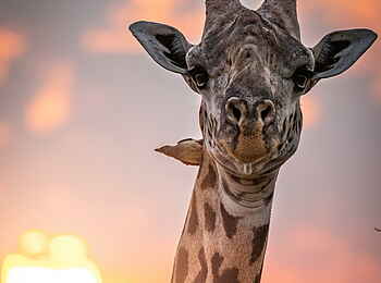 Time + Tide Kakuli: Sonnige Giraffe Time + Tide Kakuli: Sonnige Giraffe
